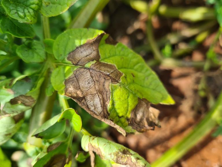 Blight on Potatoes