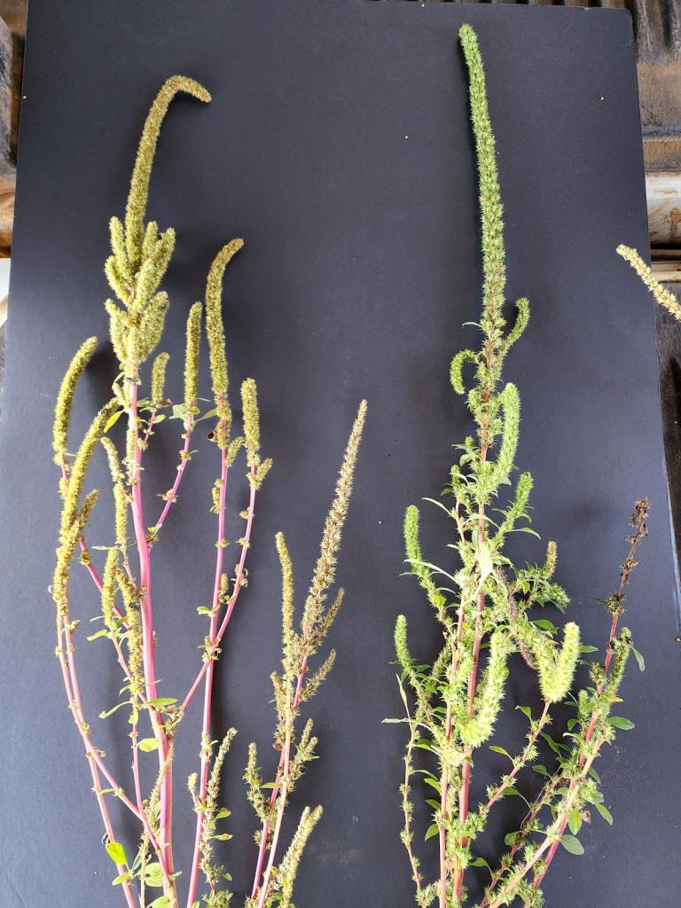 Palmer amaranth is dioecious, which means it has separate male and female plants, and characteristic long rachises.