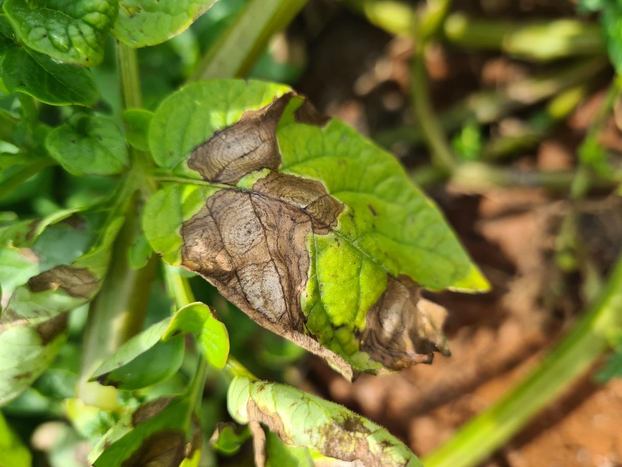 Blight on Potatoes