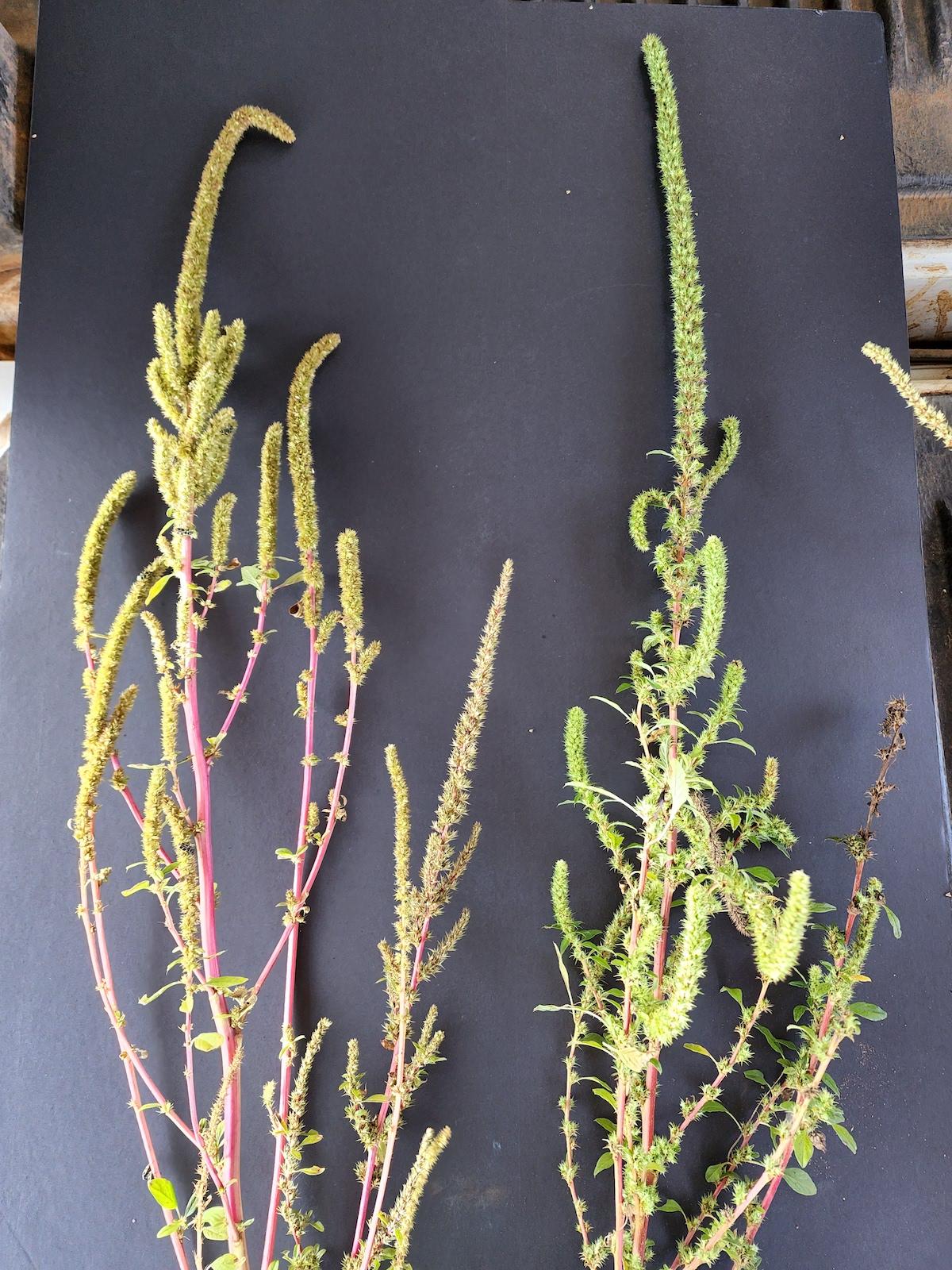 Palmer amaranth is dioecious, which means it has separate male and female plants, and characteristic long rachises.